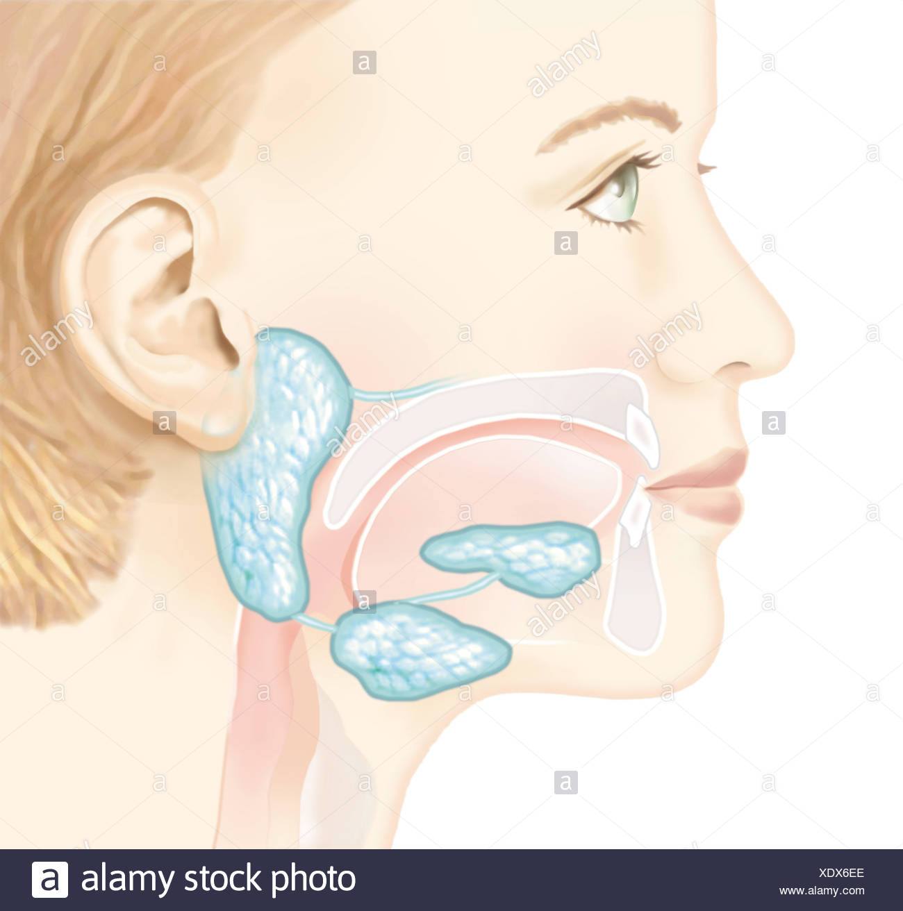 Speicheldrüsen Stockfotos &amp; Speicheldrüsen Bilder Alamy