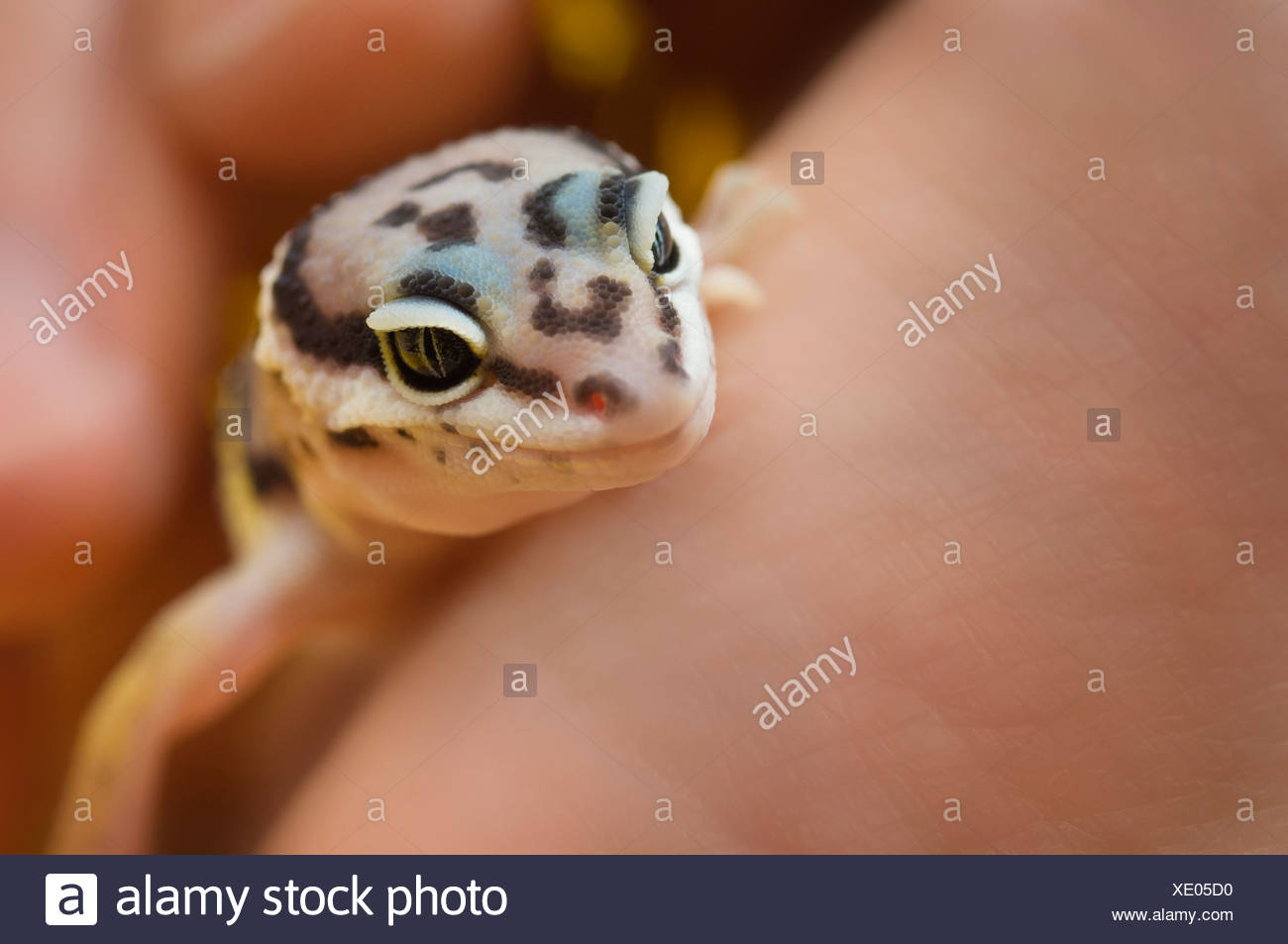 Baby Leopard Gecko Cartoon : Raichu Gecko Leopard Gecko Cartoon Png Free Transparent Png Clipart Images Download, Check spelling or type a new query.