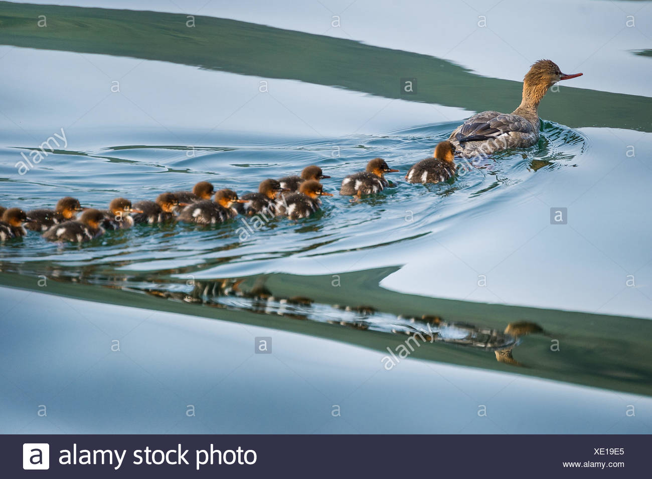 Ente Im Teich Stockfotos und bilder Kaufen Alamy