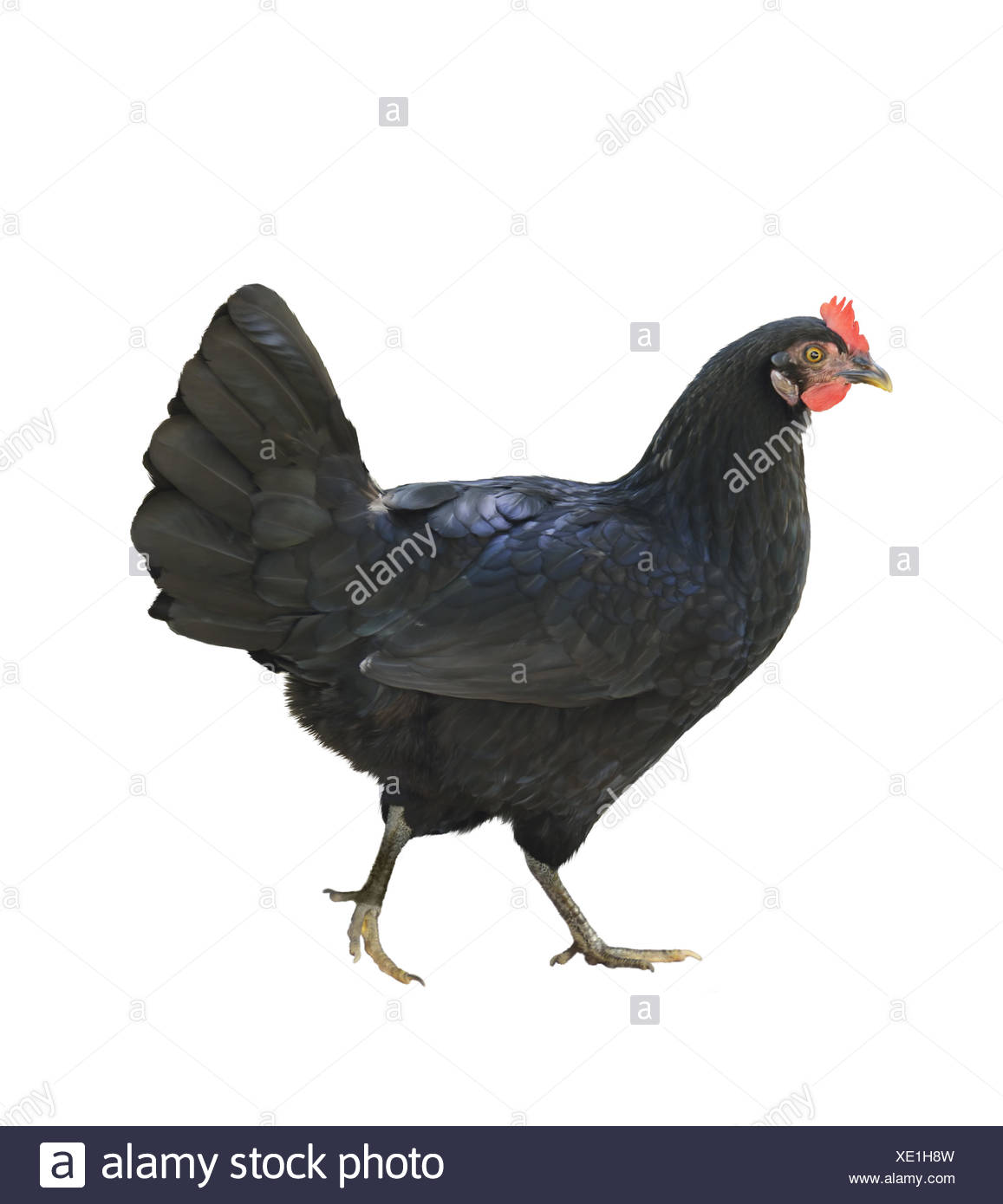 Schwarze Huhn Stockfoto Bild 284006601 Alamy - 