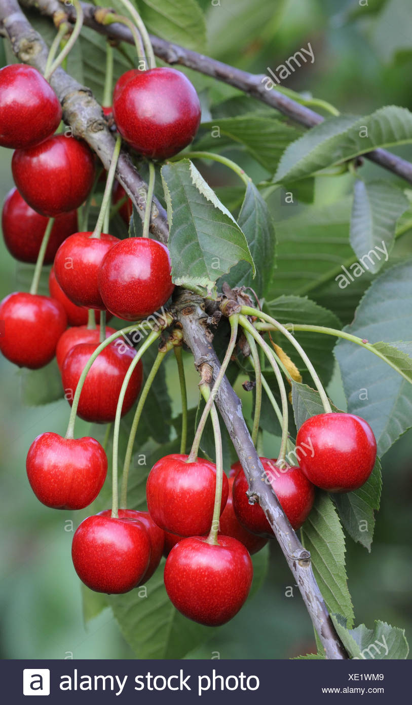 Kirschen Reife Steinobst Baum Fruchtige Kalorienarme Frucht