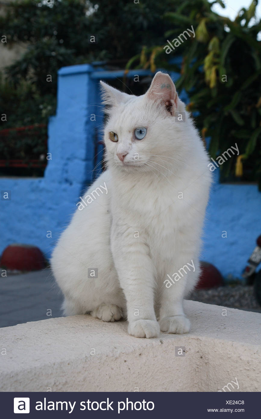 Katze Weiss Augen In Zwei Farben Wand Sitzen Blick Seitlich Ausserhalb Tier Haustier Hauskatze Frei Lebende Saugetier Augenfarbe Stockfotografie Alamy