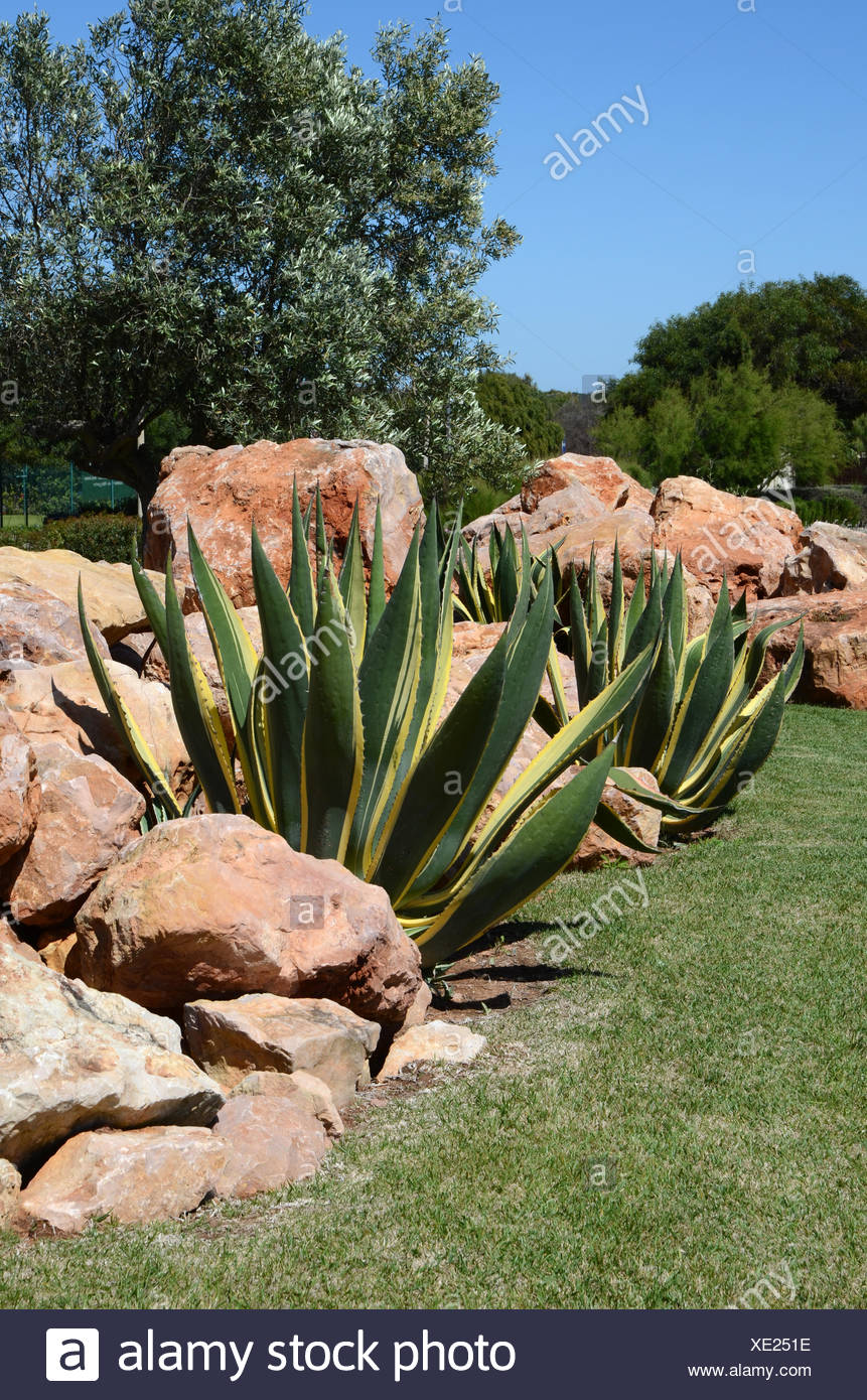 Mediterraner Garten mit Aloe-Pflanzen und Felsen Stockfoto, Bild ... Mediterraner Garten mit Aloe-Pflanzen und Felsen Stockfoto, Bild ...