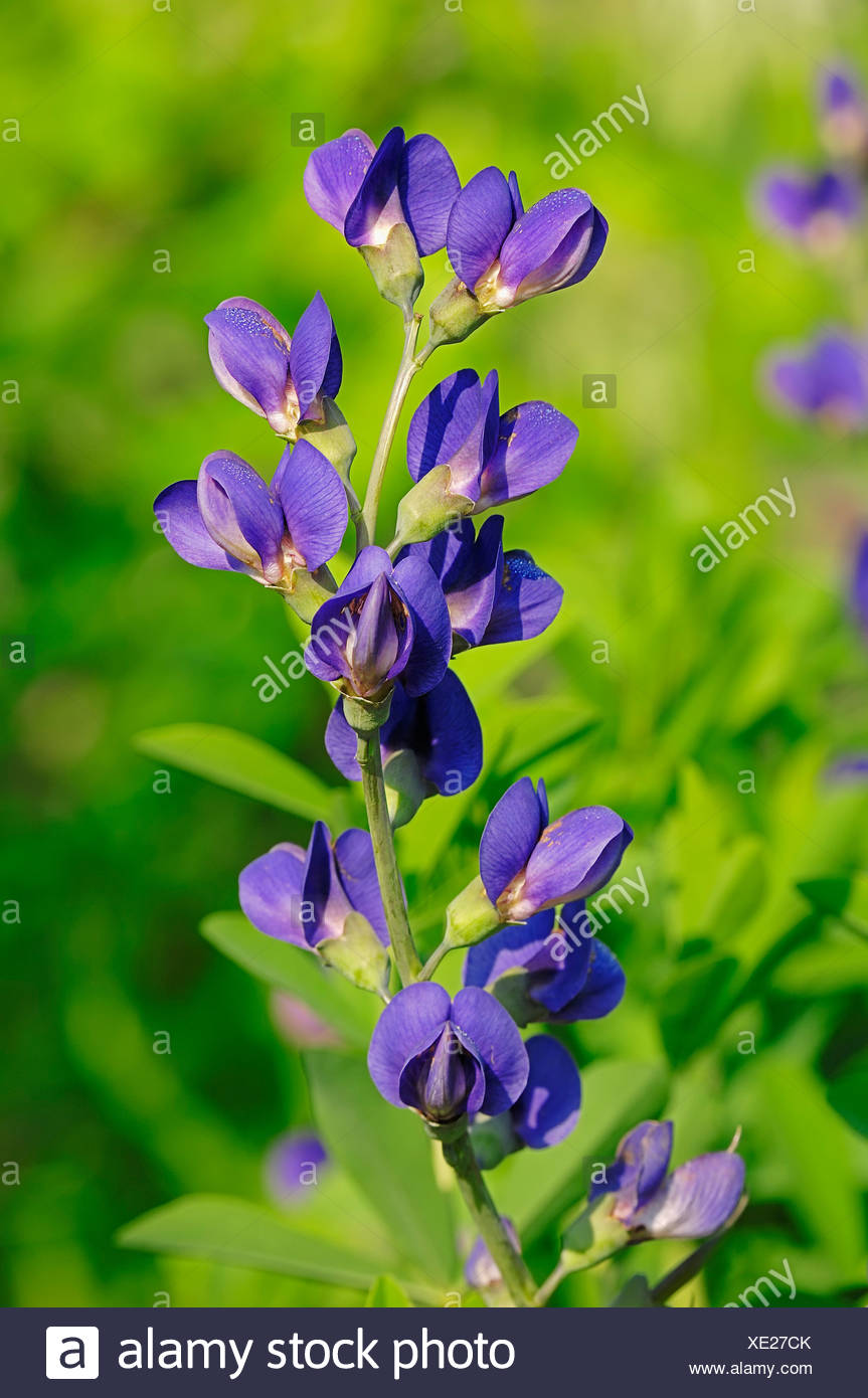 Blauer Wilder Indigo Stockfotos und bilder Kaufen Alamy