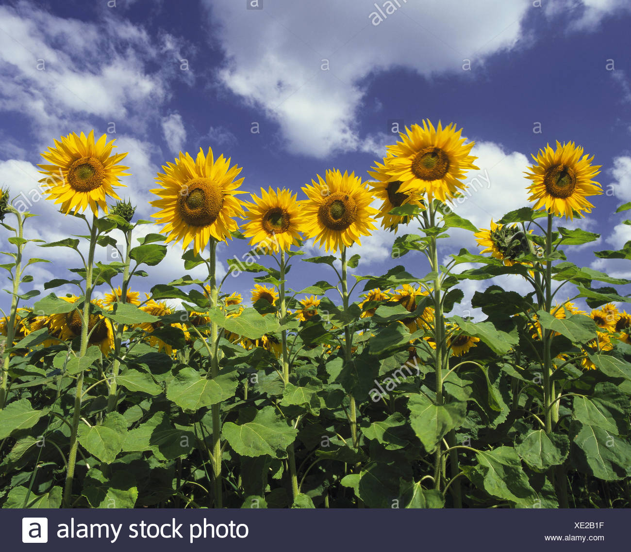 Sonnenblumen Helianthus Annuus Sonnenblumen Feld Bewolkten