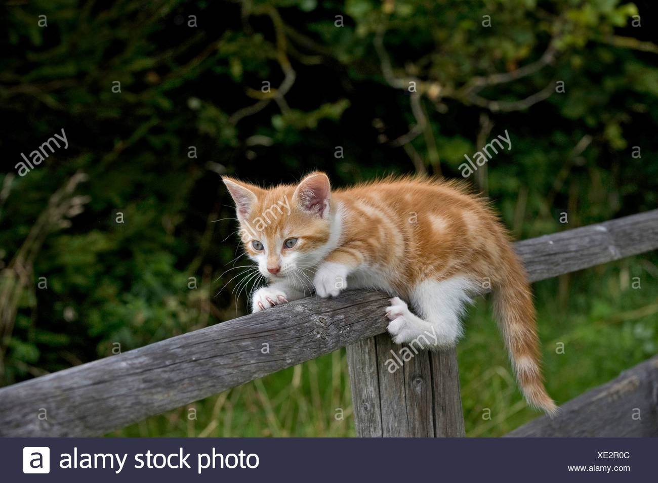 Europaisch Kurzhaar Katze Katzchen 9 Wochen Alt Kratzen Auf Einem Holzzaun Stockfotografie Alamy