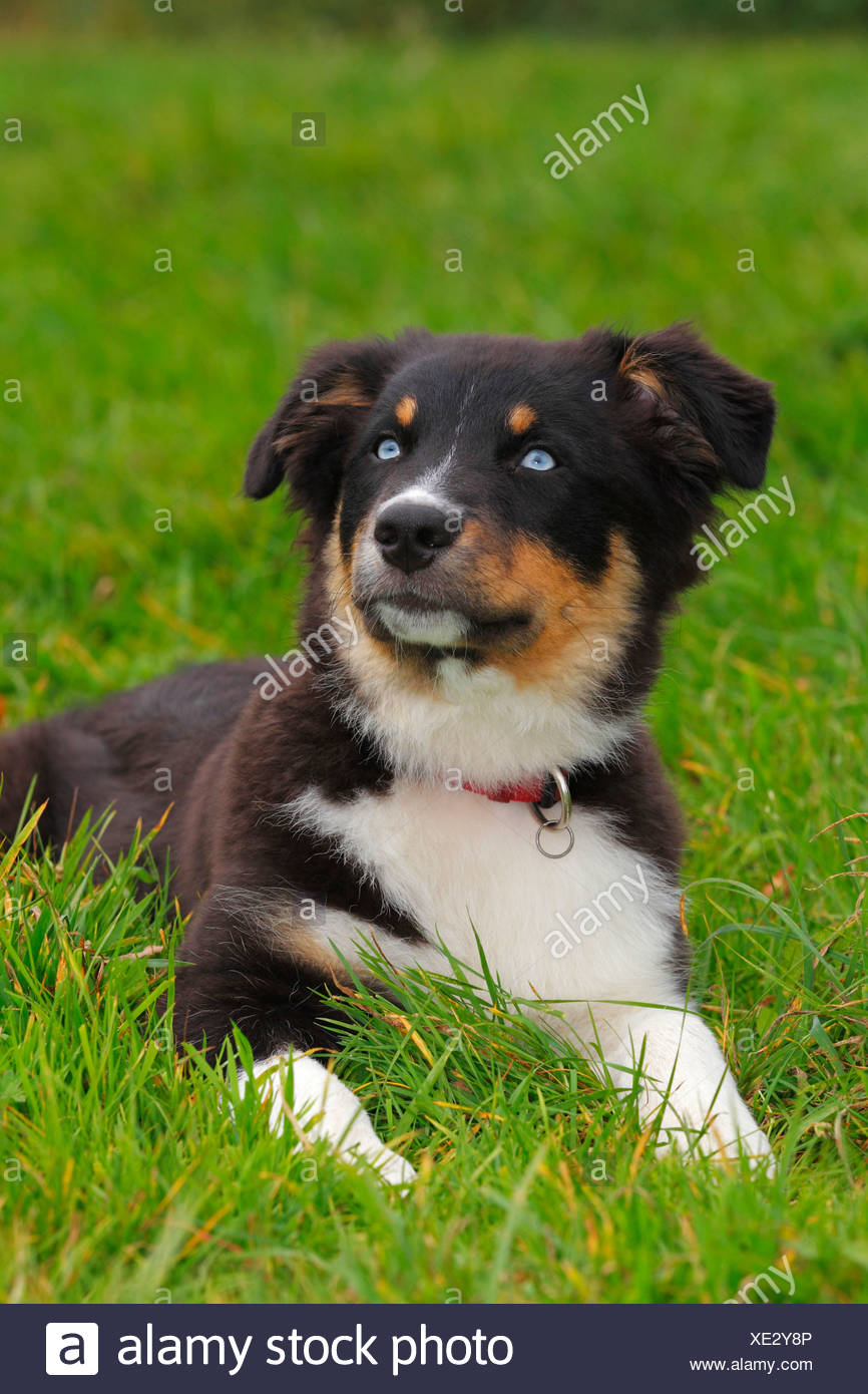Australian Shepherd Black Tri Welpen Mannlich Mit Blauen Augen Stockfotografie Alamy