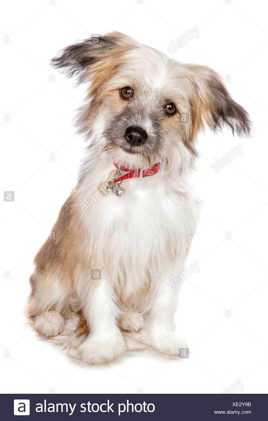 Chinese Crested Powder Puff Stockfotos und bilder Kaufen Alamy