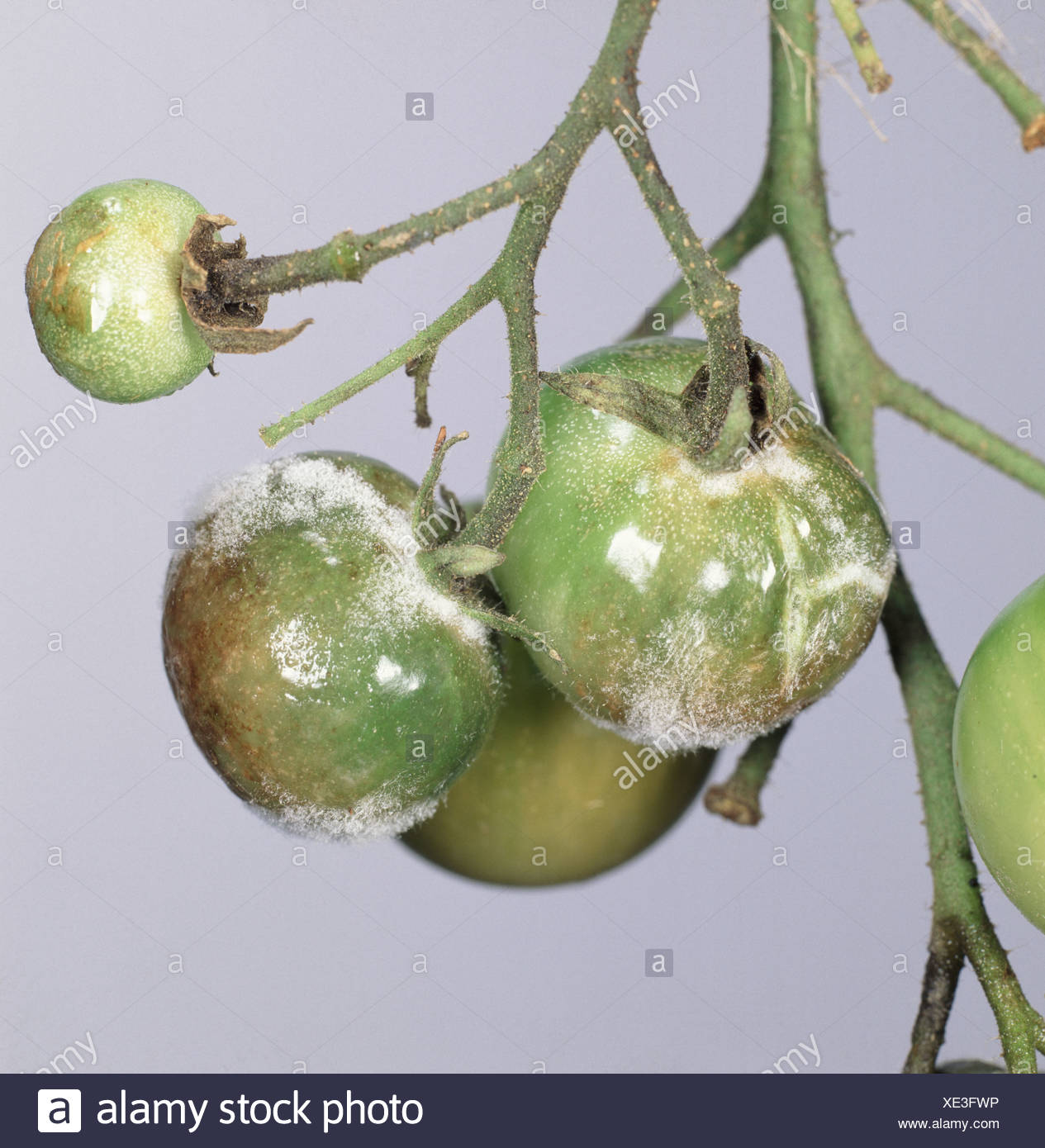 Die Kraut Und Knollenfaule Phytophthora Infestans Auf