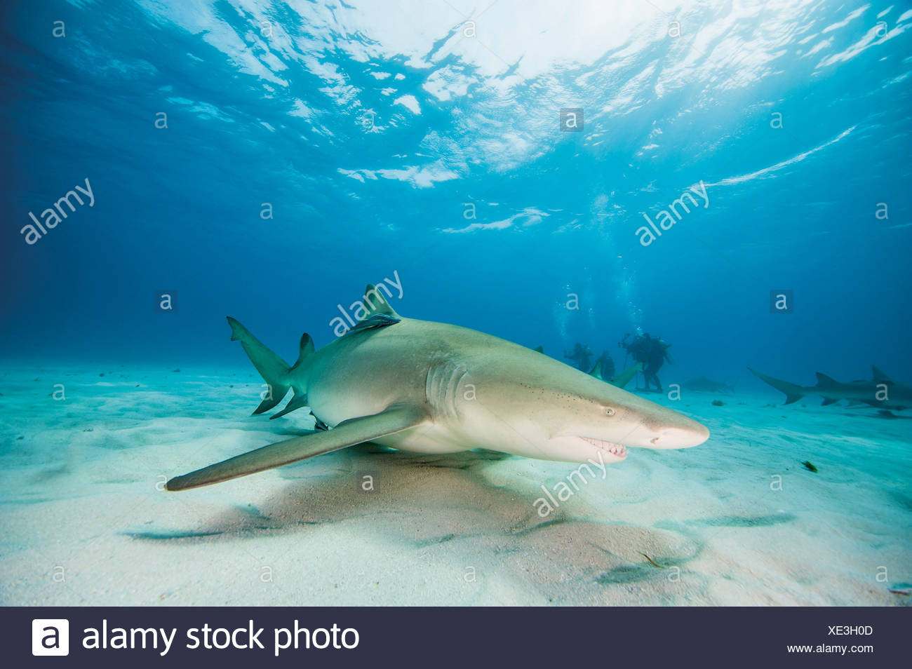 Bahamas Zitrone Hai Im Atlantischen Ozean Stockfotografie Alamy