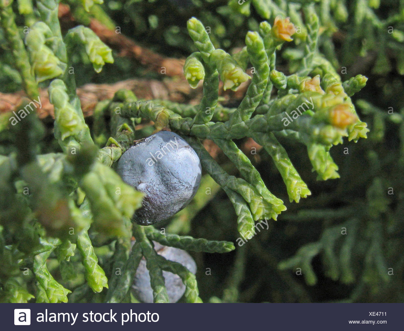 Wacholder Sorte Stockfotos und -bilder Kaufen - Alamy
