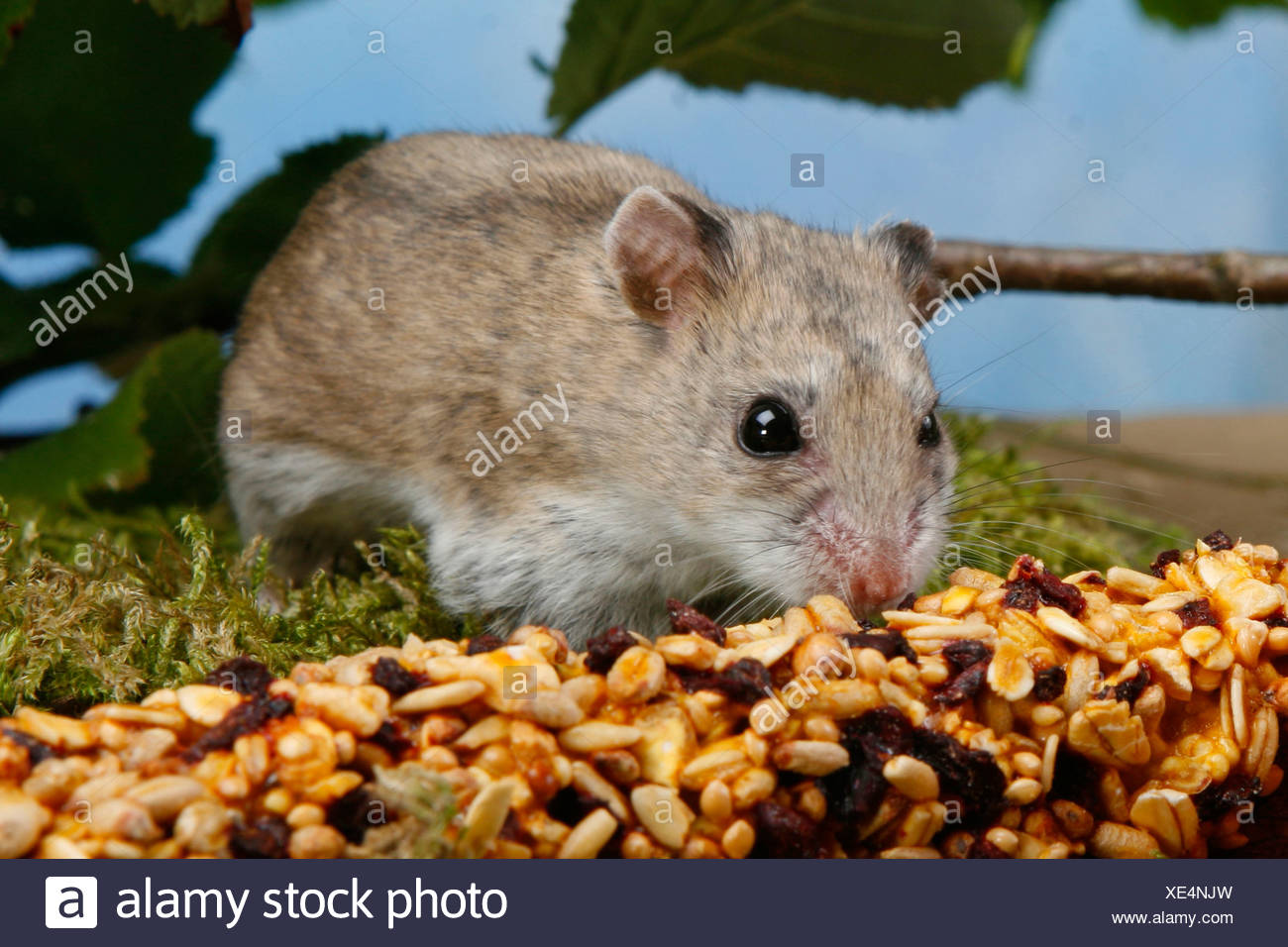 Chinesischer Hamster Cricetulus Barabensis Griseus Stockfotos und