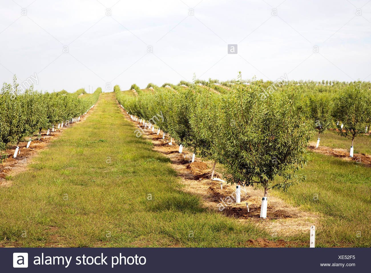 Landwirtschaft Landwirtschaft Usa Anbau Mandelbaum Plantage Mandeln Mandeln Baum Stockfotografie Alamy