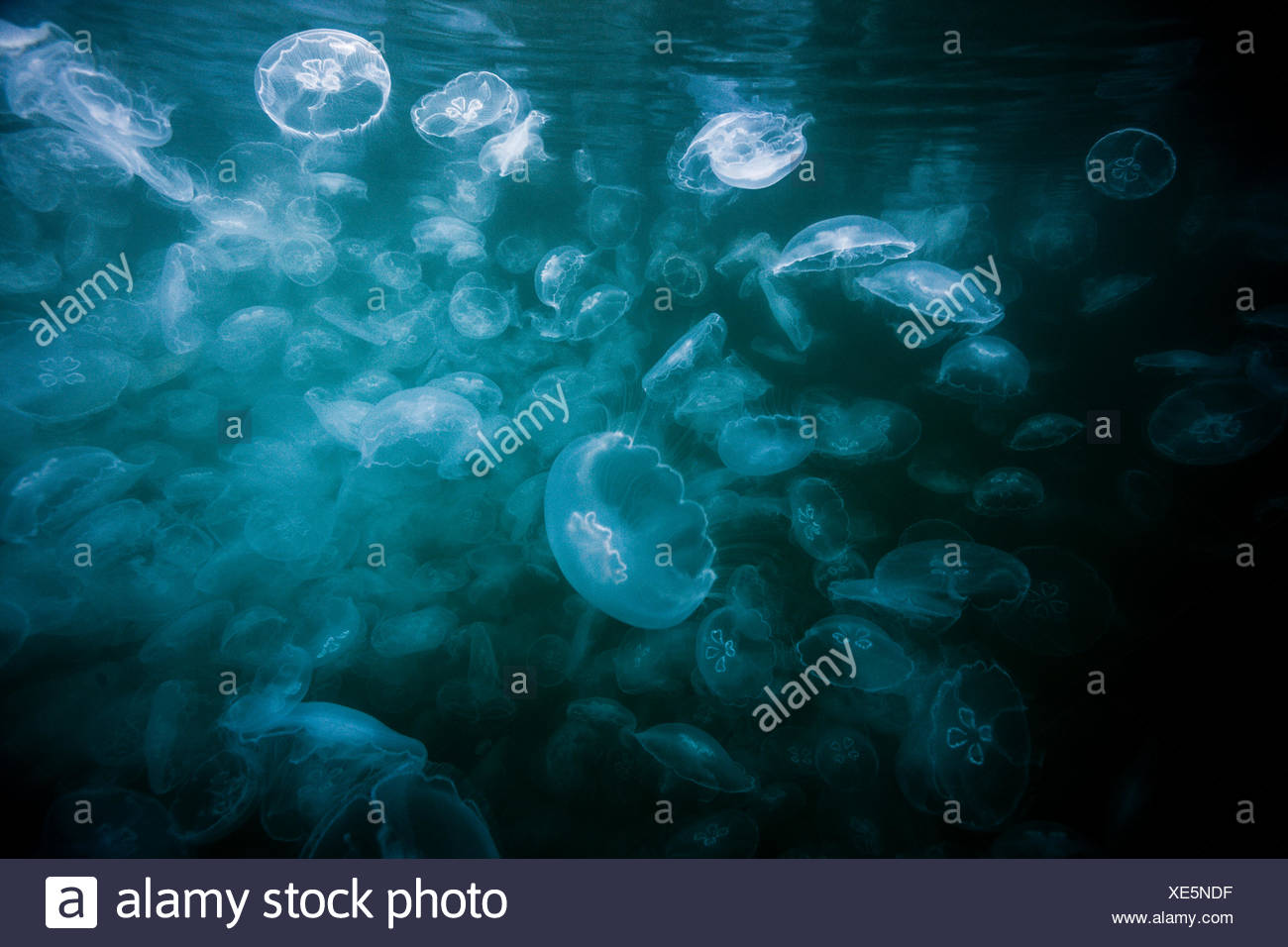 Mond Qualle, Aurelia Golden, Raja Ampat, West Papua, Indonesien Stockfoto