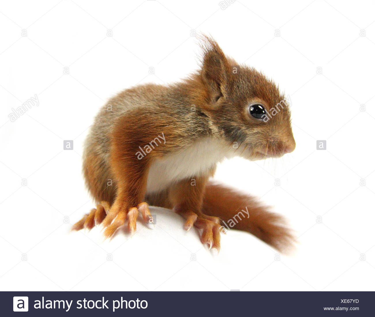 Eichhornchen Baby Stockfotografie Alamy