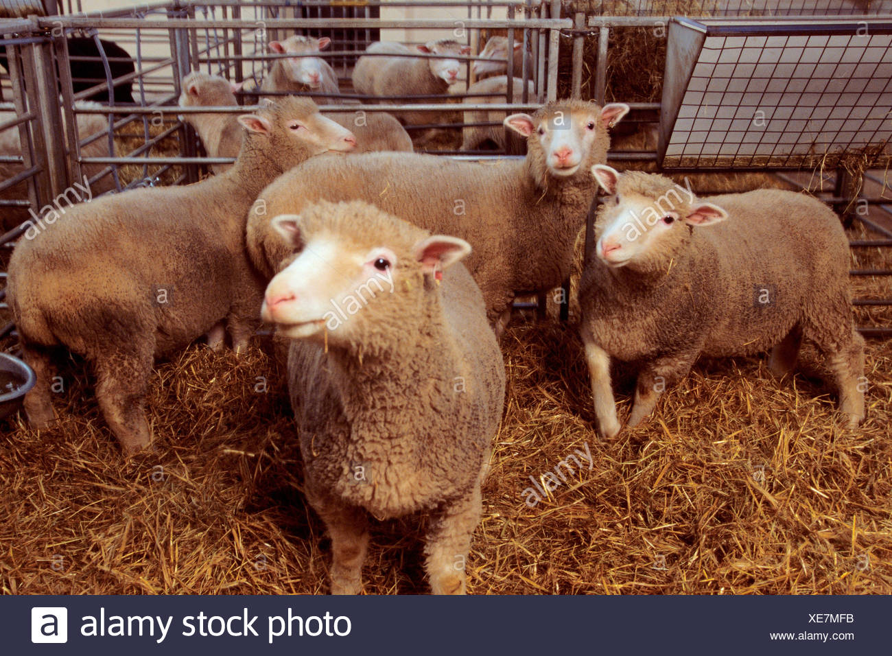 Erstes Geklontes Schaf Stockfotos und -bilder Kaufen - Alamy