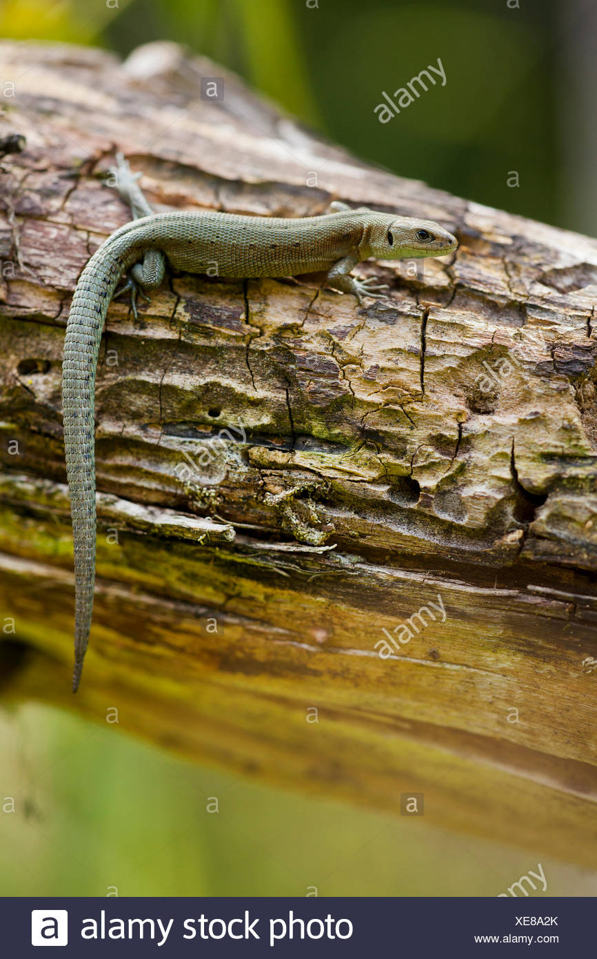 vivipare Eidechse, europäische gemeinsame Eidechse (Lacerta Vivipara, Zootoca Vivipara), auf einem Baumstamm, Deutschland, Bayern Stockfoto