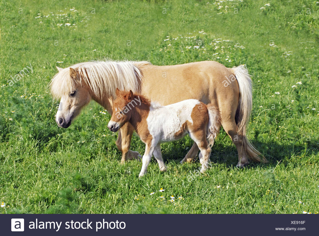 Mini Shetland Pony Pferde Und Fohlen Auf Der Wiese Stockfotografie Alamy