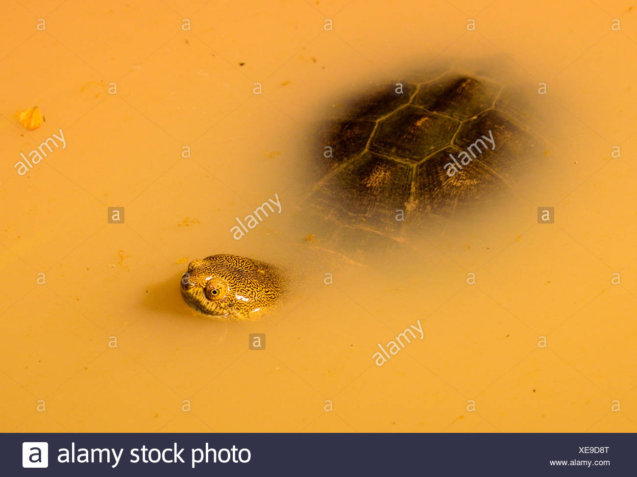 Afrikanische Seitenhalsschildkrote Stockfotos Und Bilder Kaufen Alamy