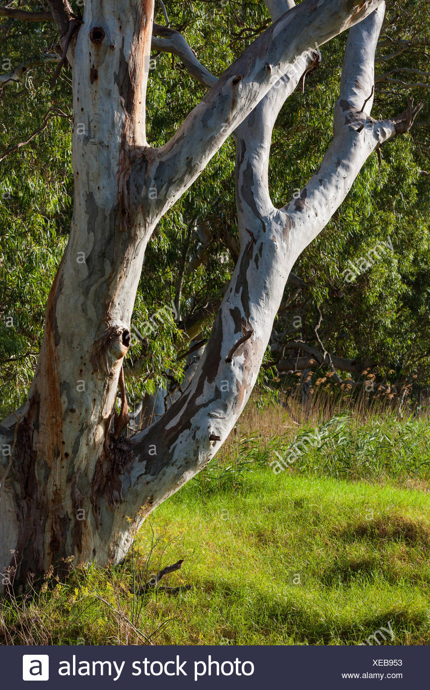 Eukalyptus Stockfotos und bilder Kaufen Alamy