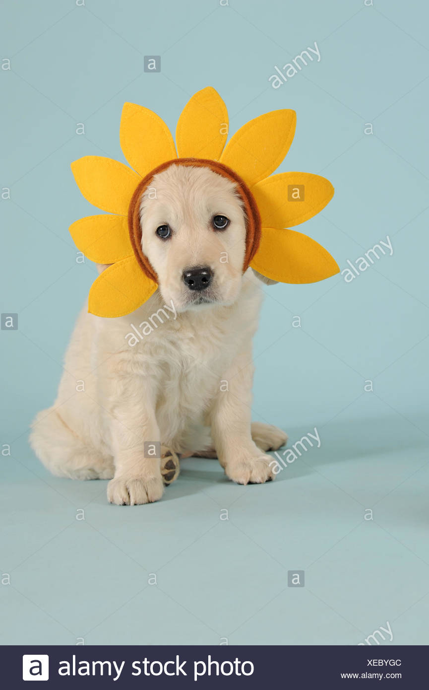 Welpe Lustig Stockfotos Und Bilder Kaufen Alamy