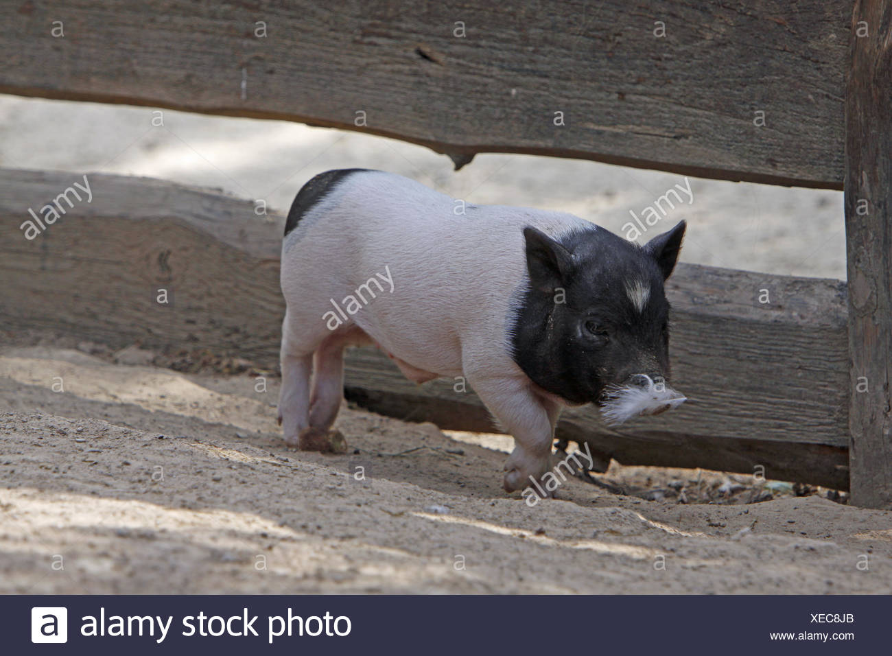 Hausschwein Mini Echte Micro Schweine Teacup