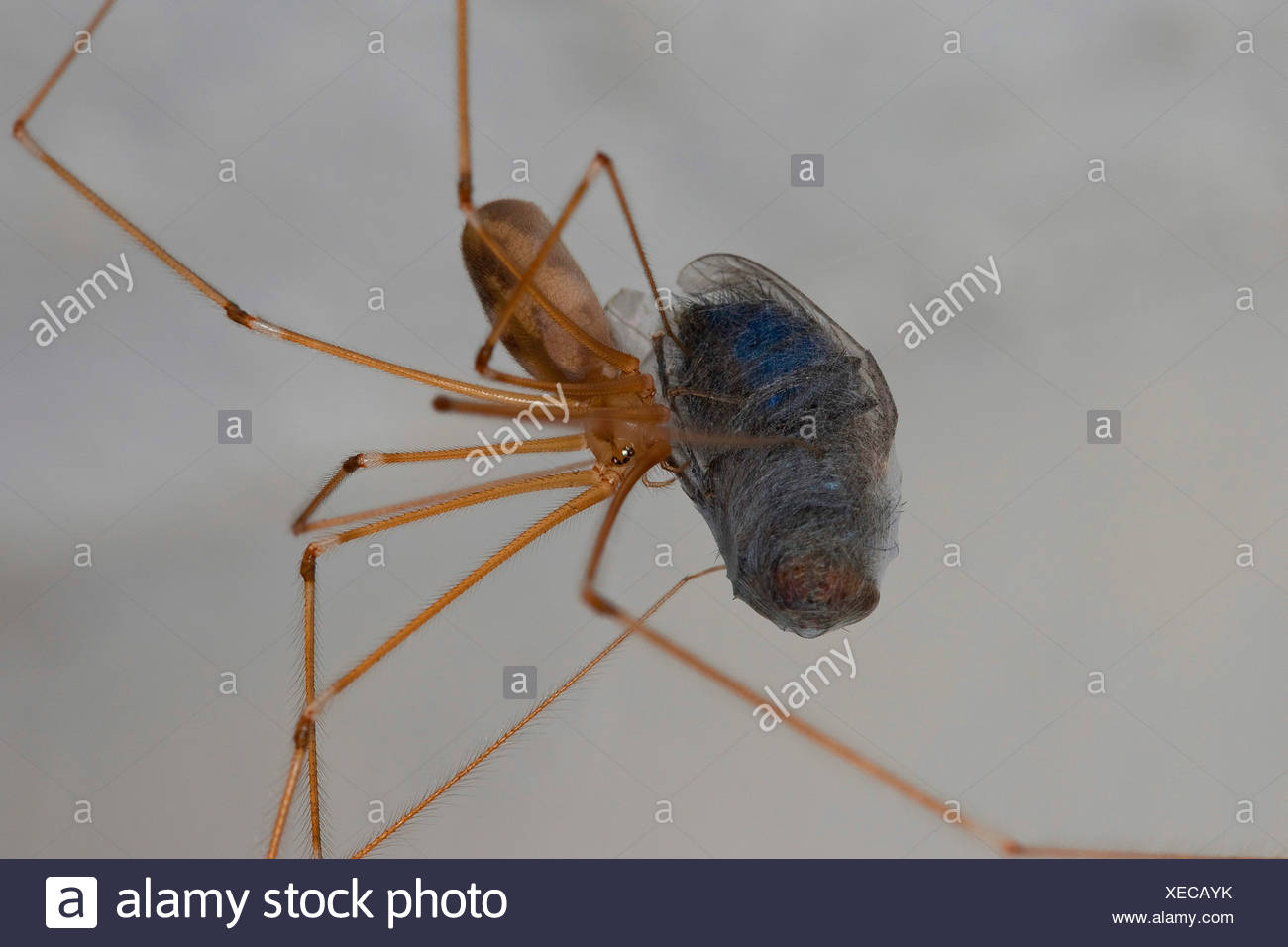 Keller Spinne Stockfotos und -bilder Kaufen - Seite 2 - Alamy