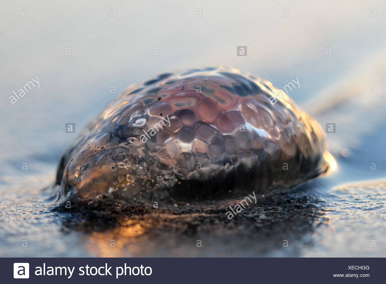 Feuerqualle - gelbe Haare Qualle Stockfoto