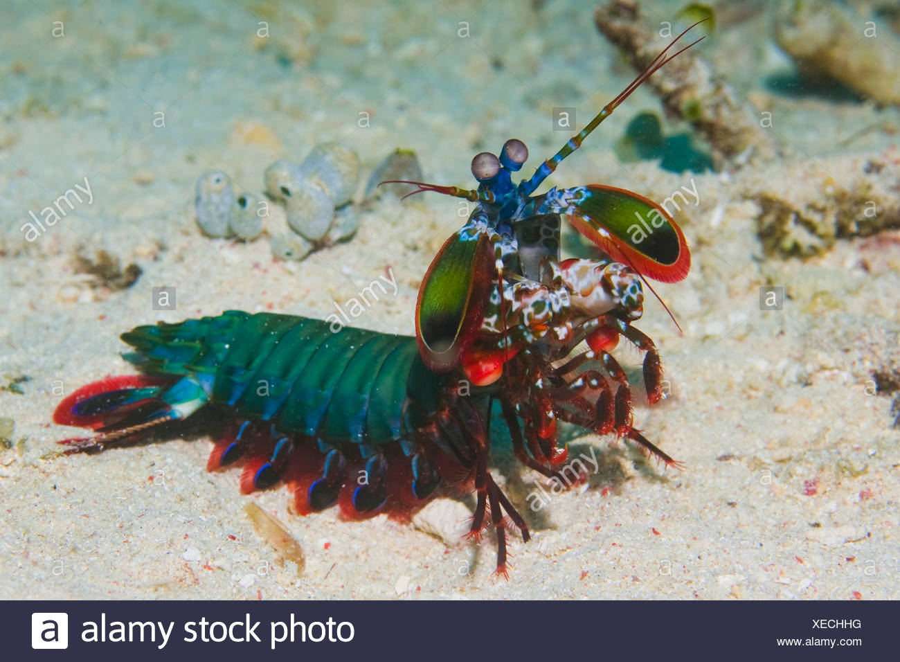 Fangschreckenkrebse, Odontodactylus Scyllarus Stockfoto, Bild