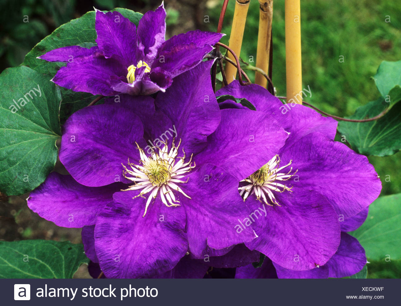 Clematis Eisvogel Blau Lila Blume Blumen Garten Pflanzen Stockfotografie Alamy