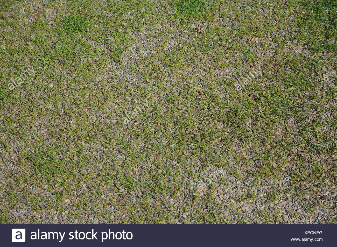 Schotter-Rasen Stockfoto, Bild: 284251368 - Alamy