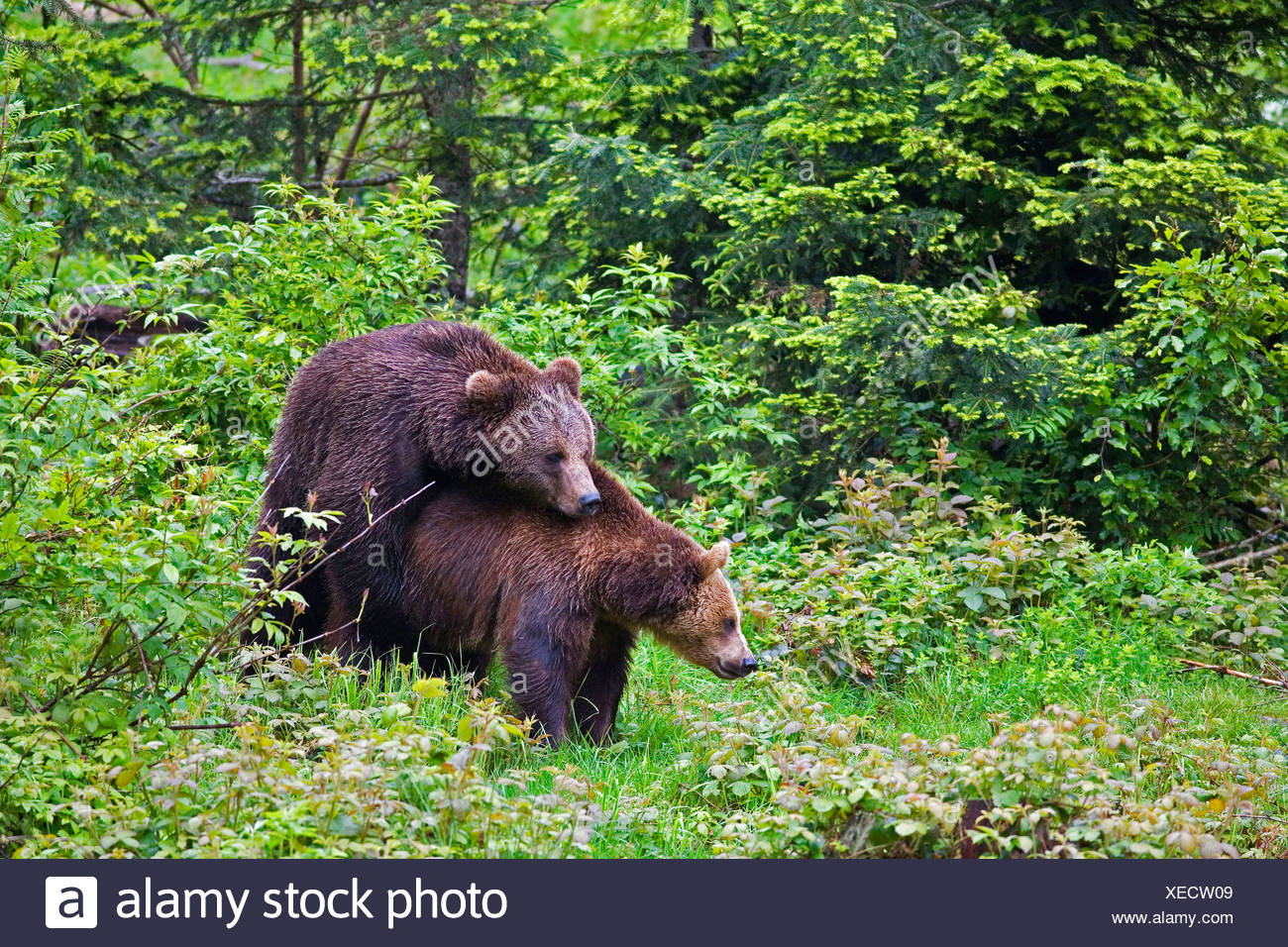 Two Brown Bears Mating Stockfotos und bilder Kaufen Alamy