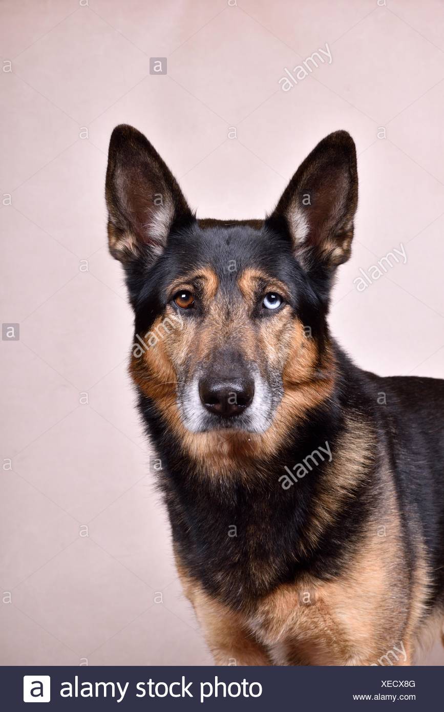 Husky Schaferhund Portrait Stockfotografie Alamy