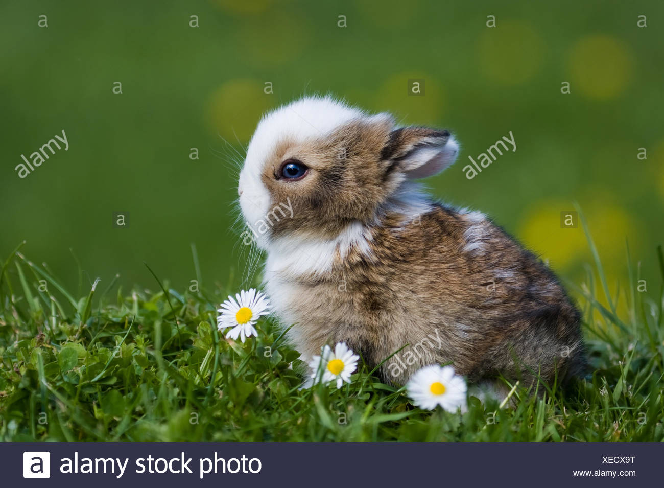 Hase lieber süß entreißen niedlichen Häschen Haare Ohren Haut Hasen