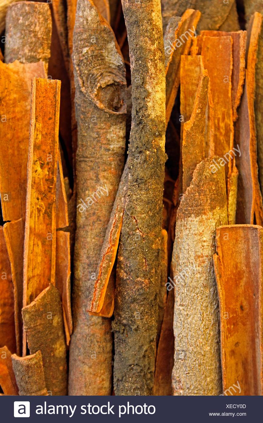Echter Zimtbaum Stockfotos und bilder Kaufen Alamy