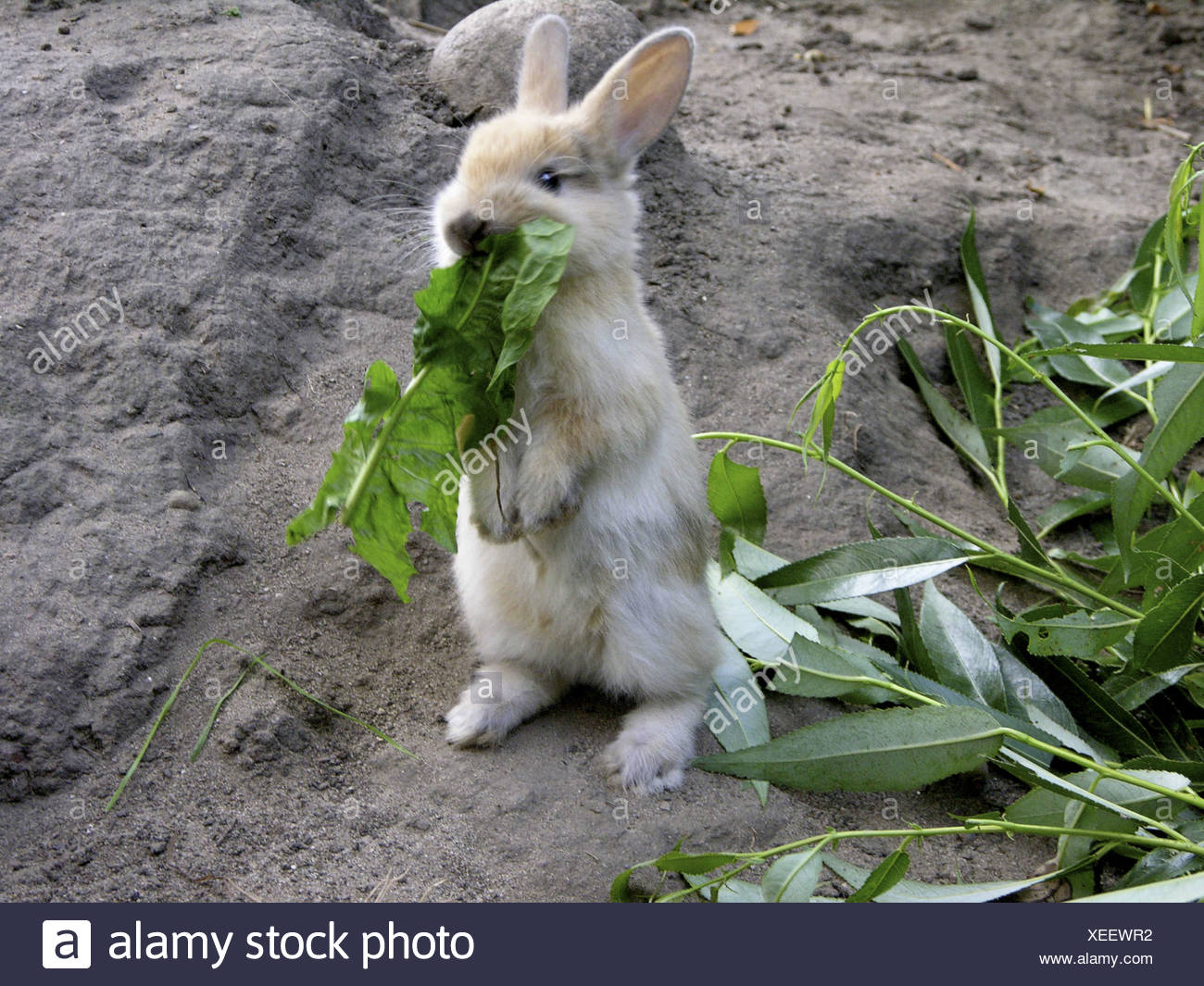 Zwerg Kaninchen (Oryctolagus Cuniculus F. Domestica), junge Tiere auf ...