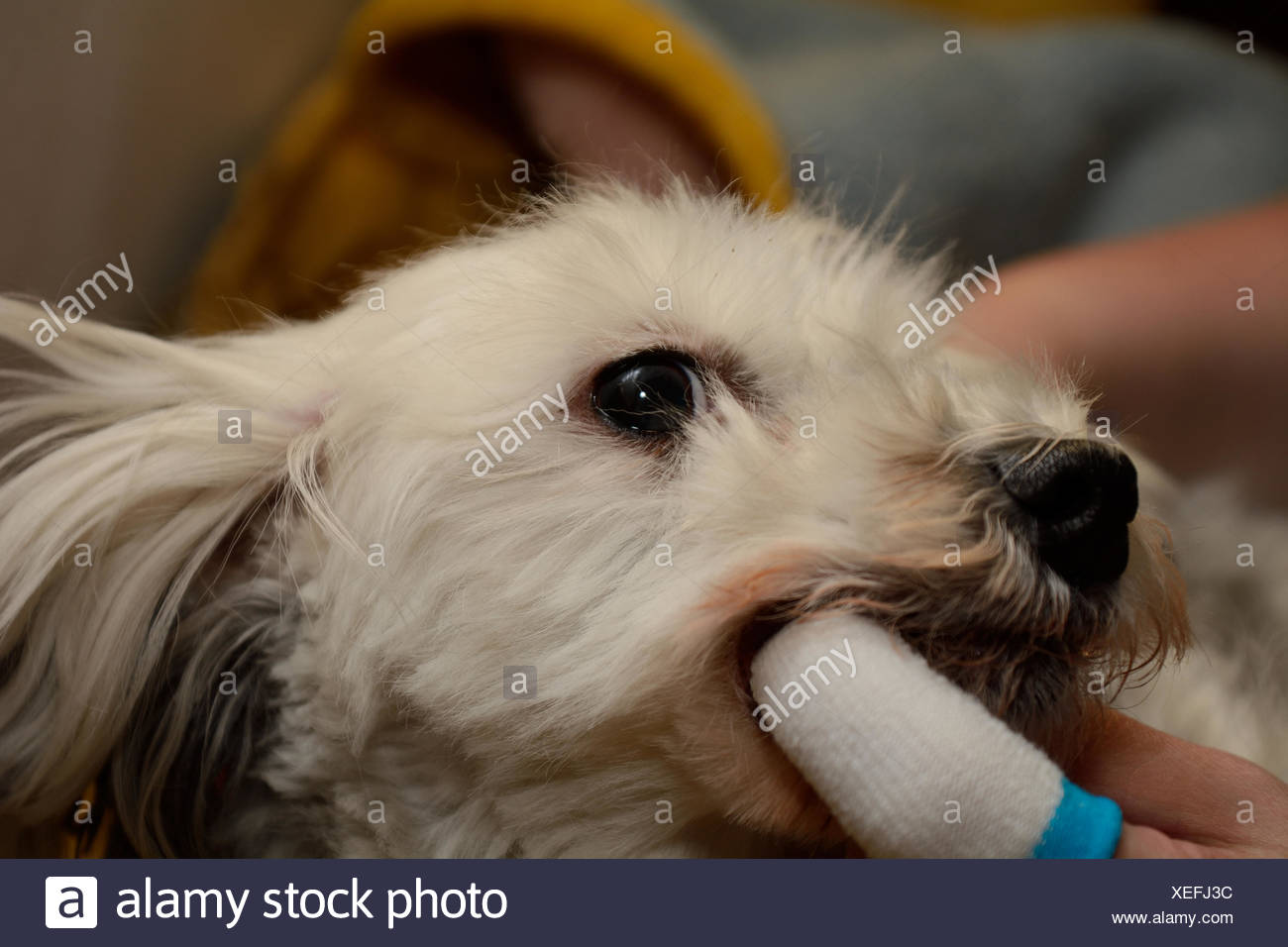 Tartar Teeth Stockfotos &amp; Tartar Teeth Bilder Alamy