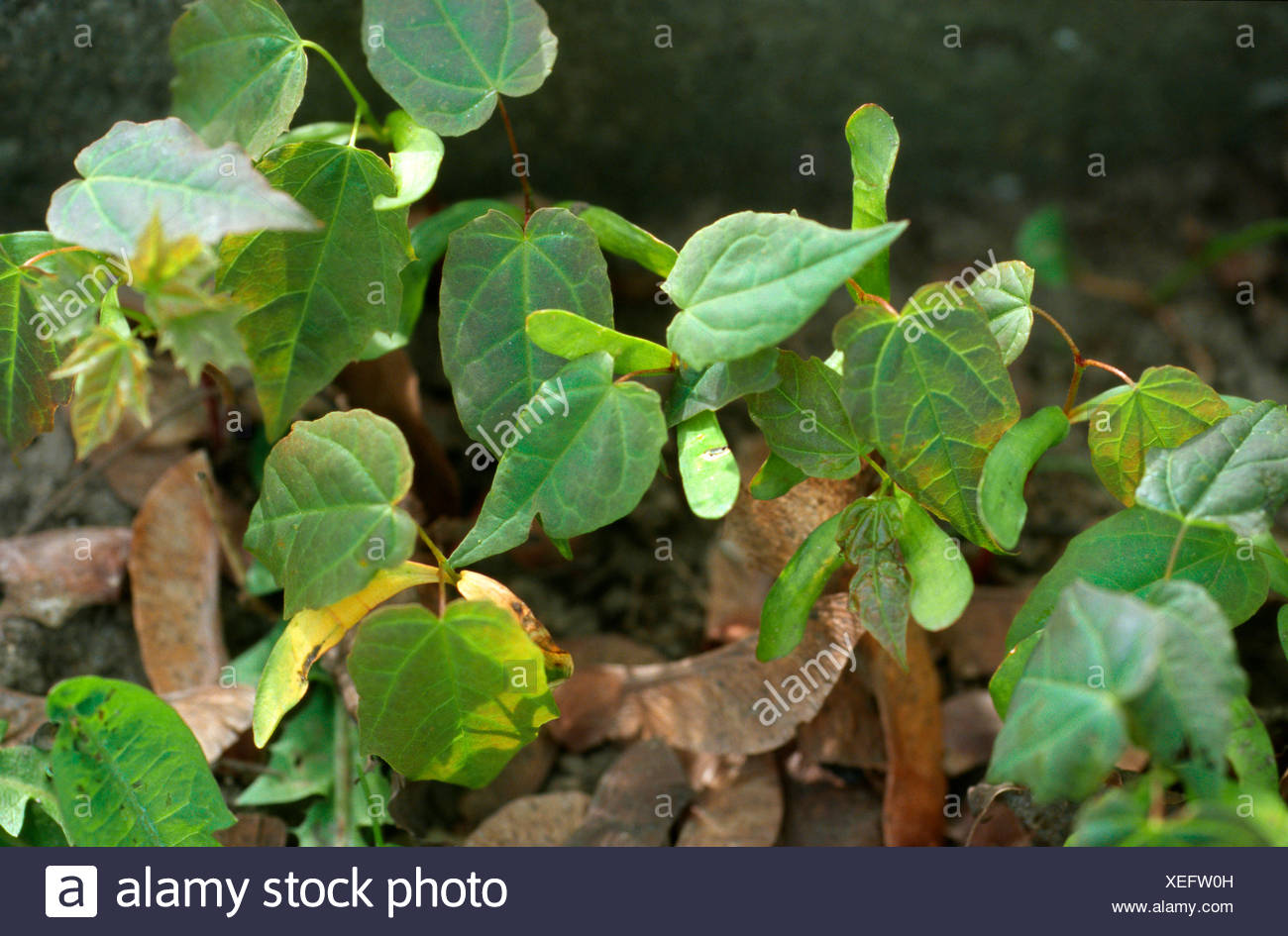 Spitz-Ahorn (Acer Platanoides), Keimlinge, Deutschland Stockfoto