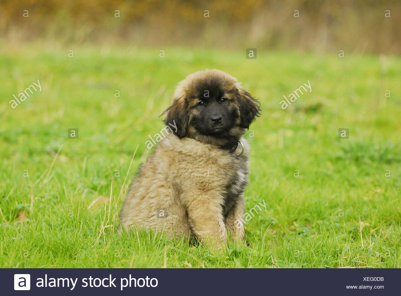 Leonberger Welpen Stockfotografie Alamy