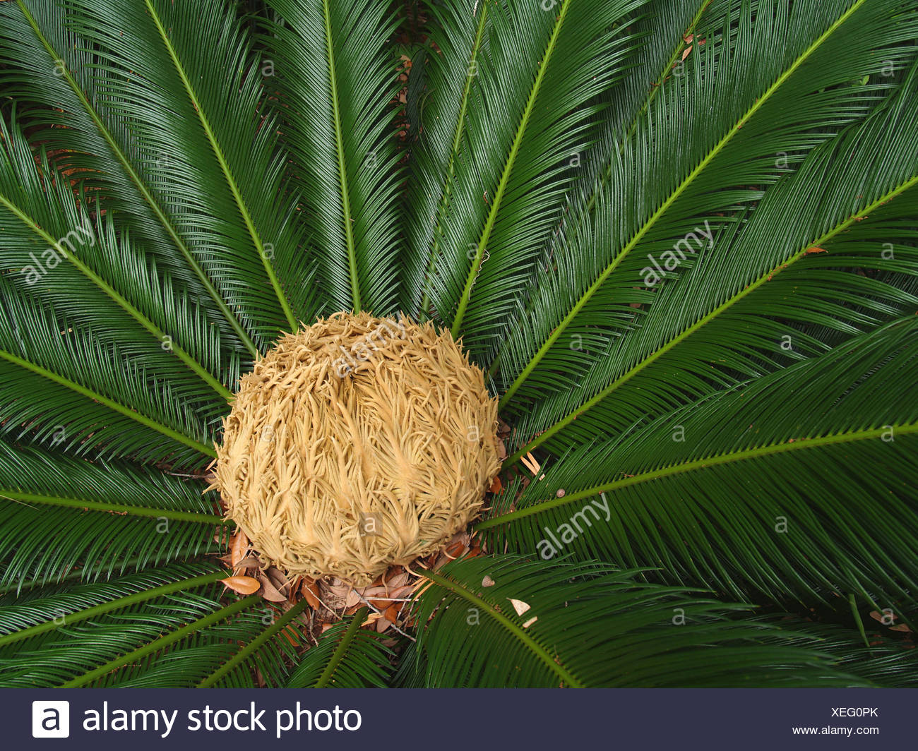 Weibliche Strauch Kegel Tropischer Palmen Sago Pflanze Closeup Blute Bluten Bluhen Stockfotografie Alamy