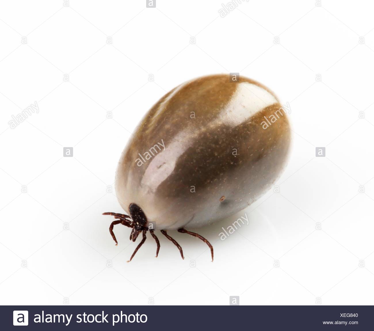 Feeding Tick Stockfotos &amp; Feeding Tick Bilder Alamy