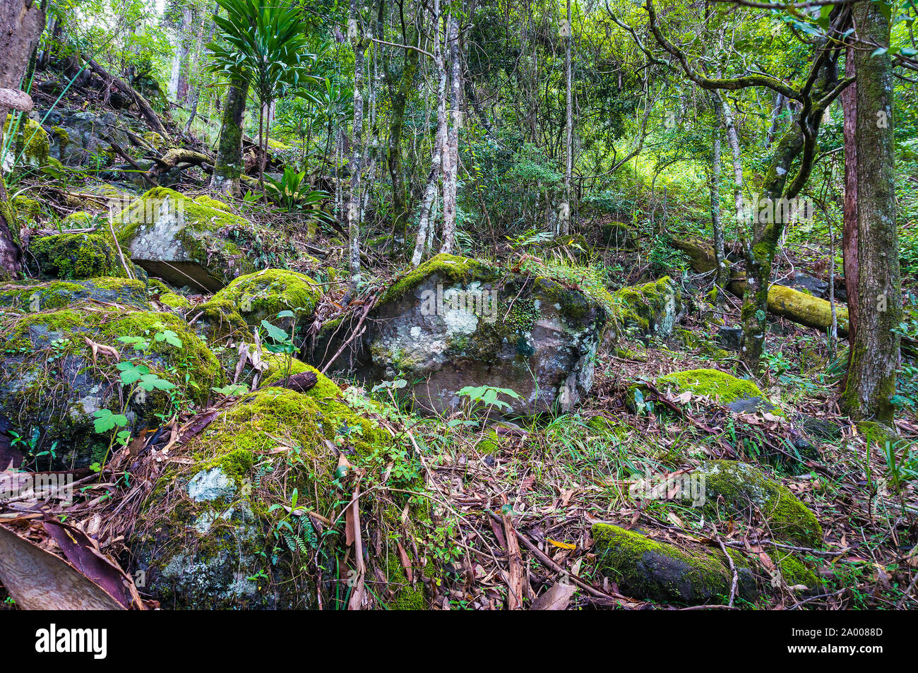 Antiguo bosque de Gondwana. La naturaleza, la selva tropical en el Parque Nacional de Lamington, Queensland, Australia. La naturaleza de la selva tropical de fondo Foto de stock
