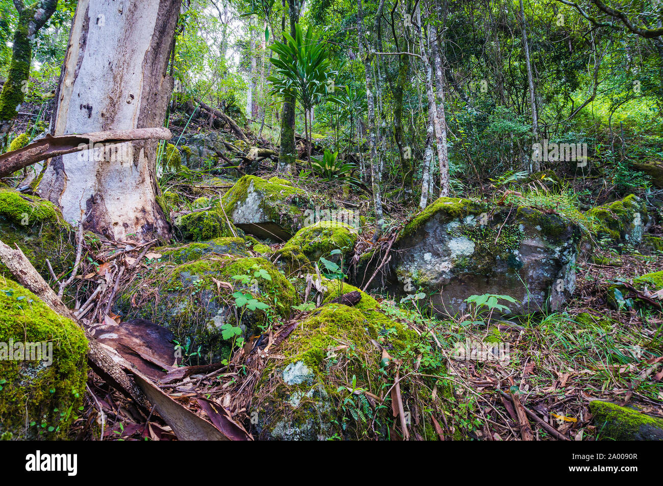 Antiguo bosque de Gondwana. La naturaleza, la selva tropical en el Parque Nacional de Lamington, Queensland, Australia. La naturaleza de la selva tropical de fondo Foto de stock