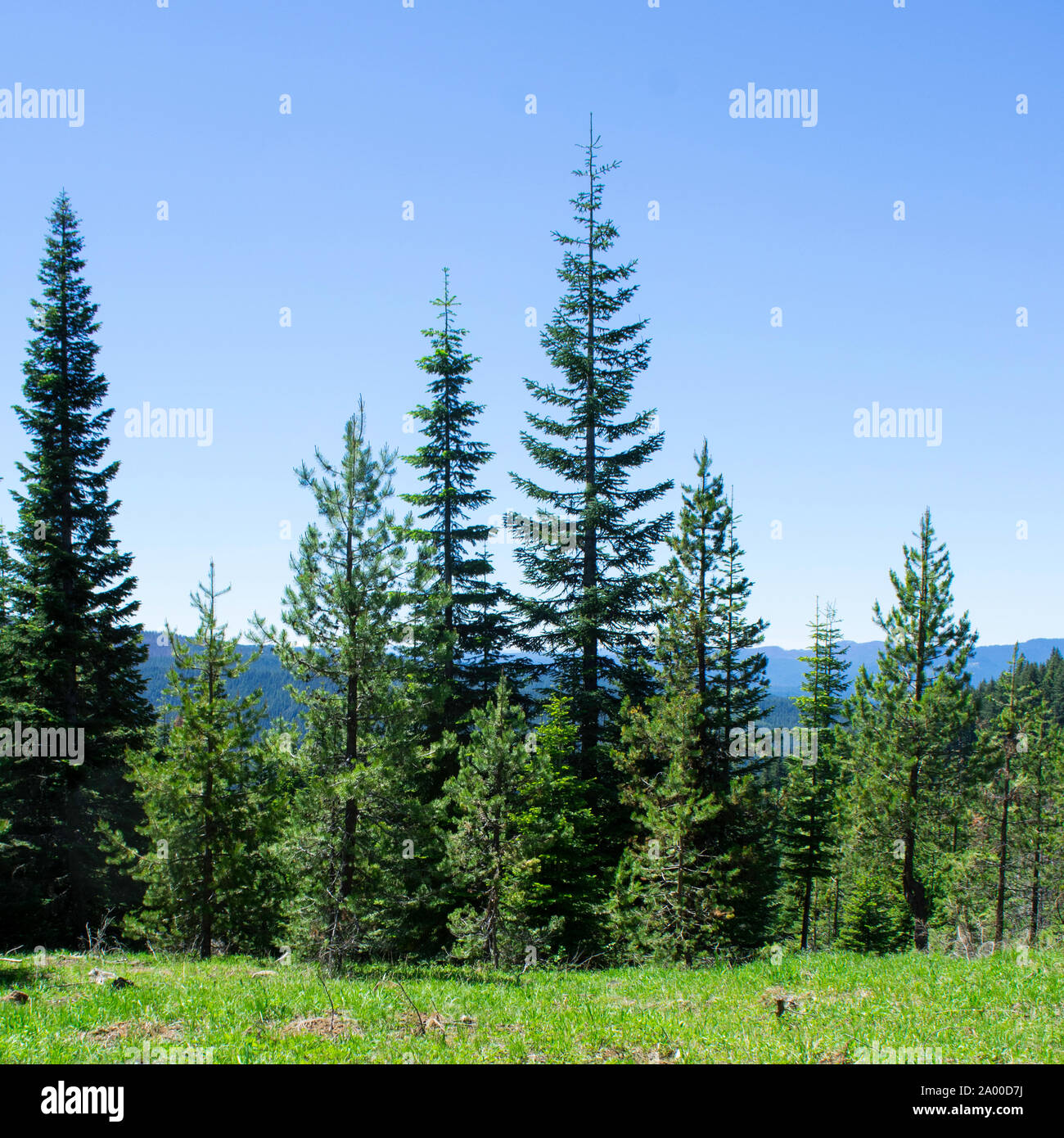 Campo de hierba verde y árboles de hoja perenne con cielo azul claro con montañas al fondo Foto de stock