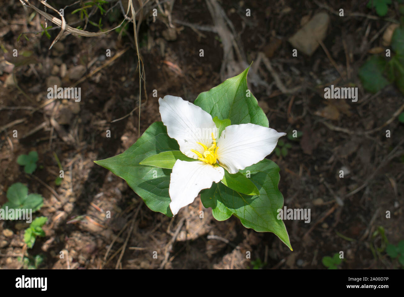 Trillium grandiflorum (nombres comunes blanco trillium, trillium de flor grande, Great White trillium, blanco Wake Robin, Francés: trille blanc) en central Foto de stock