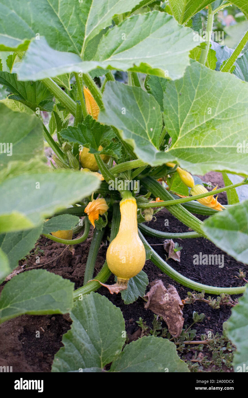 Calabacín calabaza amarilla crookneck verano planta que crece en un jardín en una masía Foto de stock