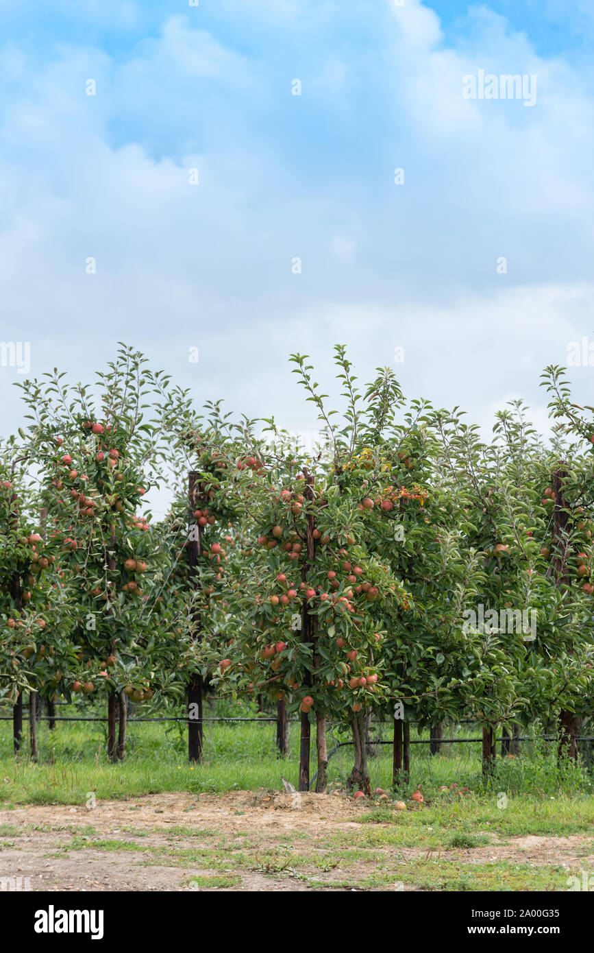 Huerto de manzanas con manzanas maduras Foto de stock