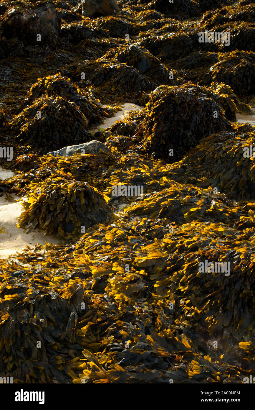 Zona intermareal (área de mareas). Playa Dail Beag Playa. La Isla de Lewis. Outer Hebrides. Escocia, Reino Unido Foto de stock