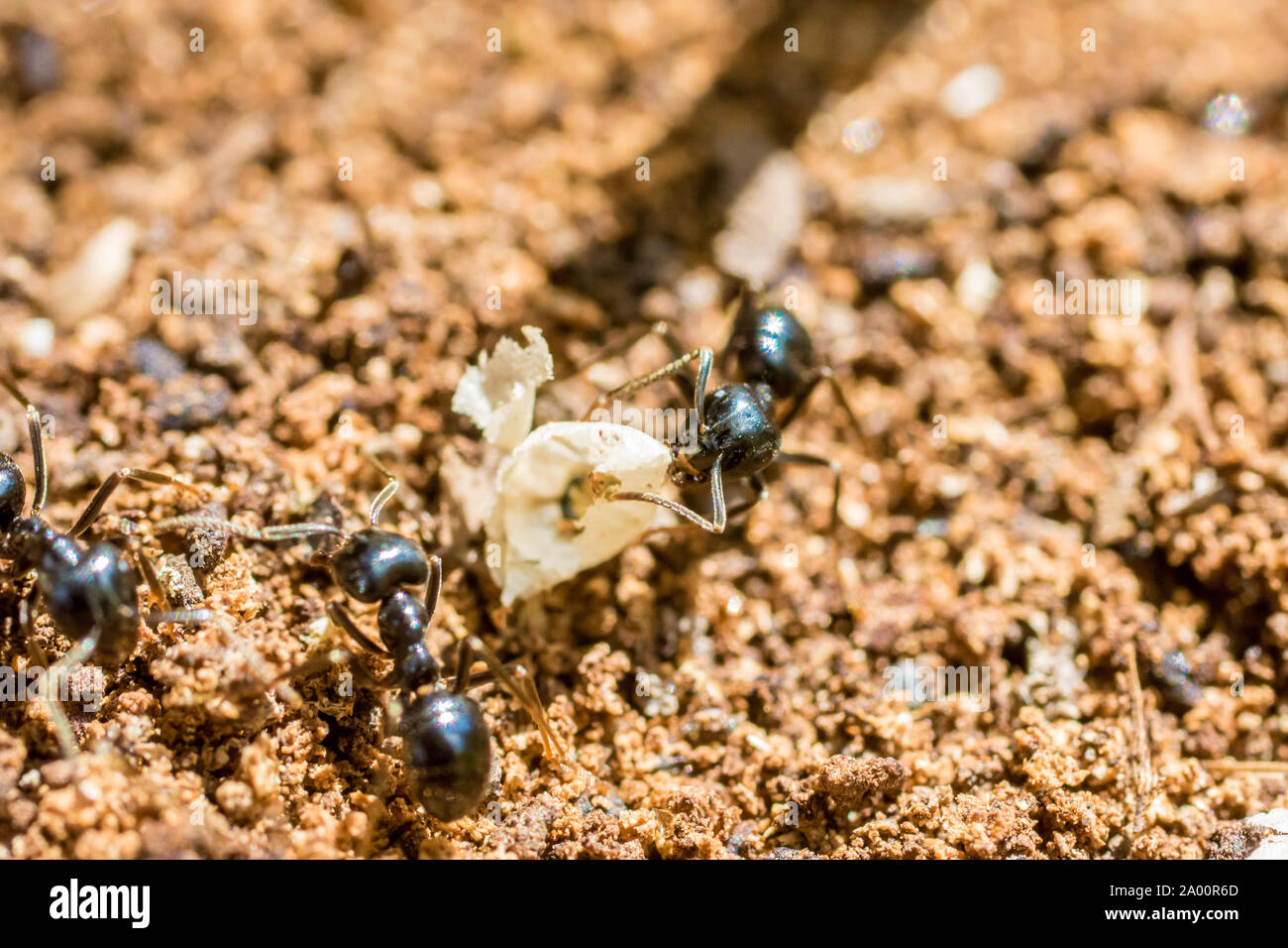 Ant en extreme closeup en el trabajo sobre el piso del bosque Foto de stock