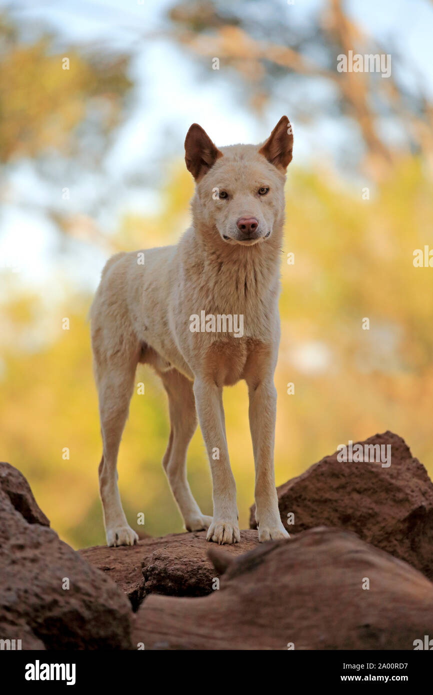 Dingo, adulto en roca, Phillip Island, Gippsland, Victoria, Australia (Canis familiaris dingo) Foto de stock